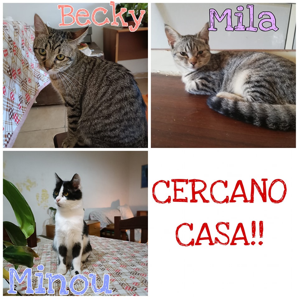 MINOU_CARCACASA_COLLEGNO_GATTO