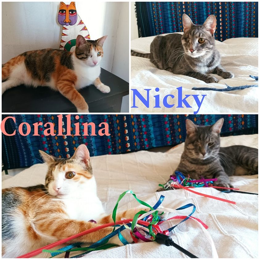 corallina_nicky_torino