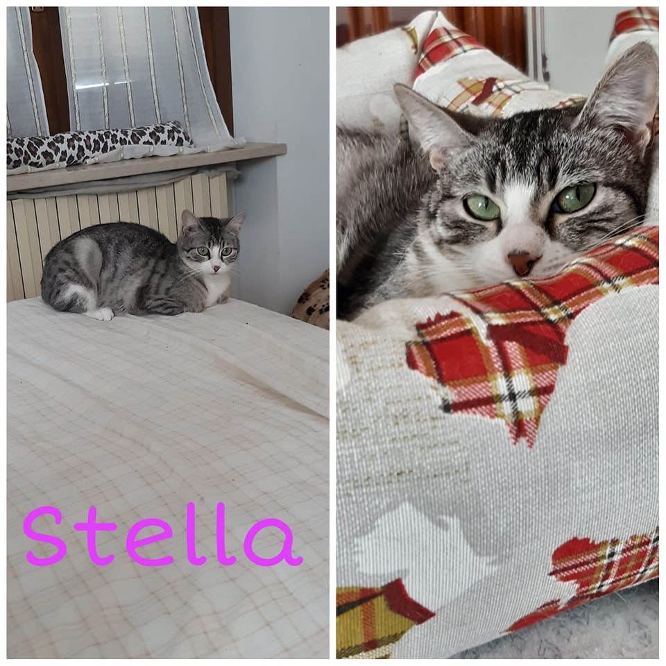 STELLA