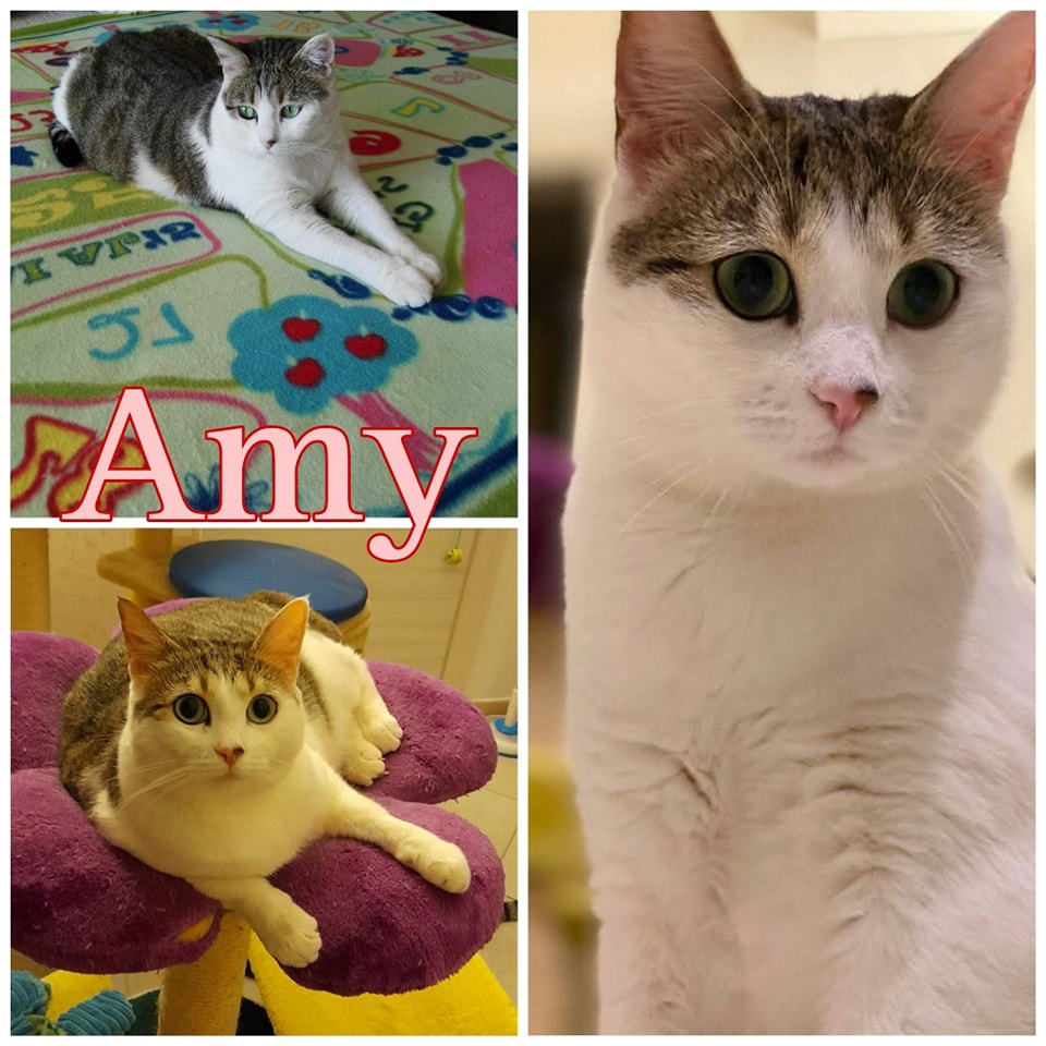 amy